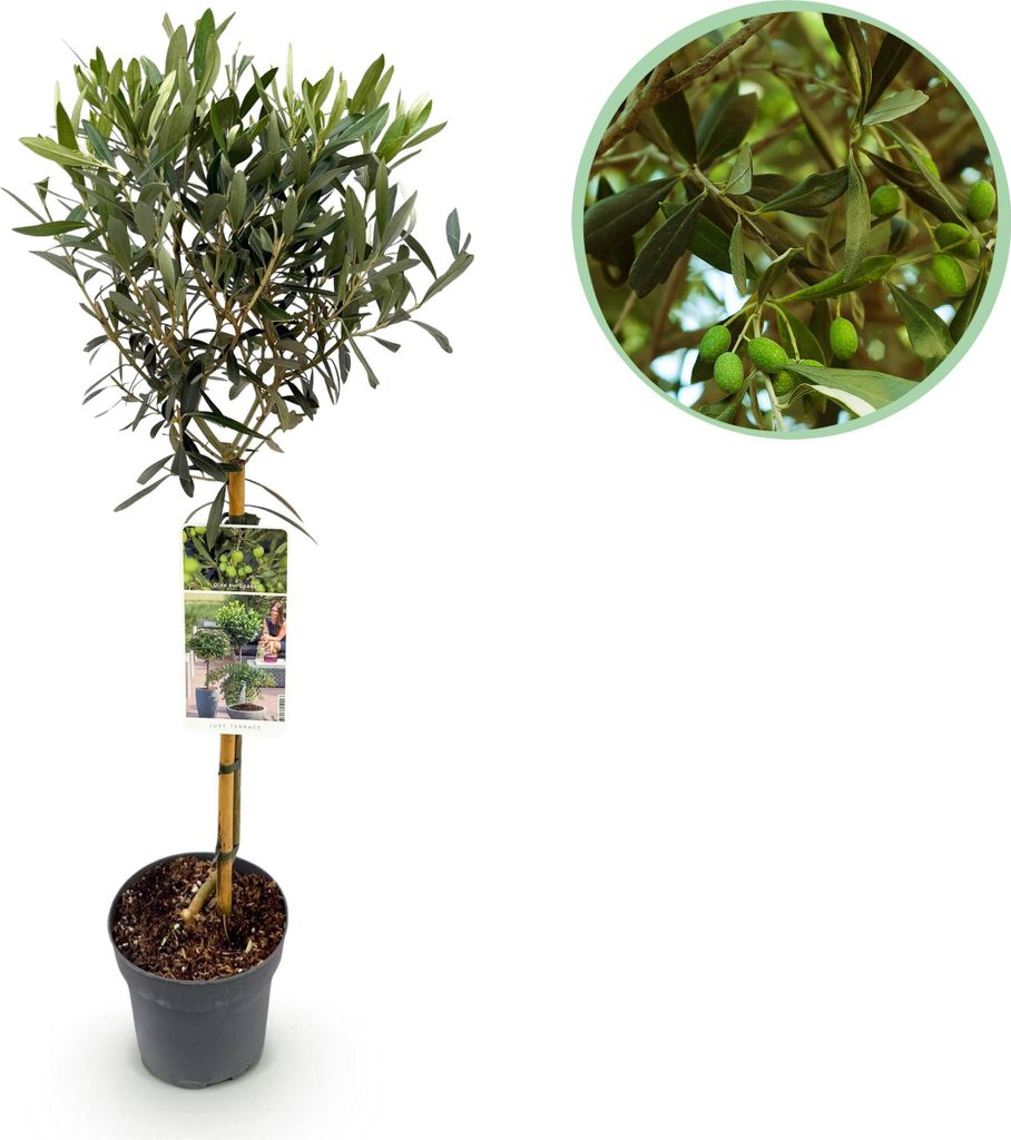 GreenboutiQ - Olivenbaum Echt - Olea Europaea - Stamm-Pflanze - Terrassenpflanze - Immergrün - Wenig Pflege - Topf 19cm Höhe 90cm