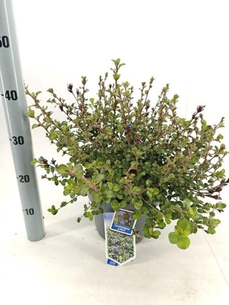 Ceratostigma griffithii (Érithrone) : Plante Sèche et Durable 30-40cm en pot