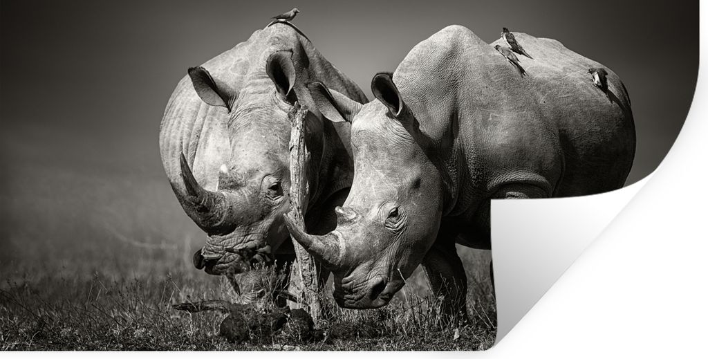 MuchoWow Wandtattoo Wandsticker Wandaufkleber Nashorn - Vogel - Tiere - Landschaft - Schwarz-Weiß 120x60 cm Selbstklebend und Repositionierbar -...