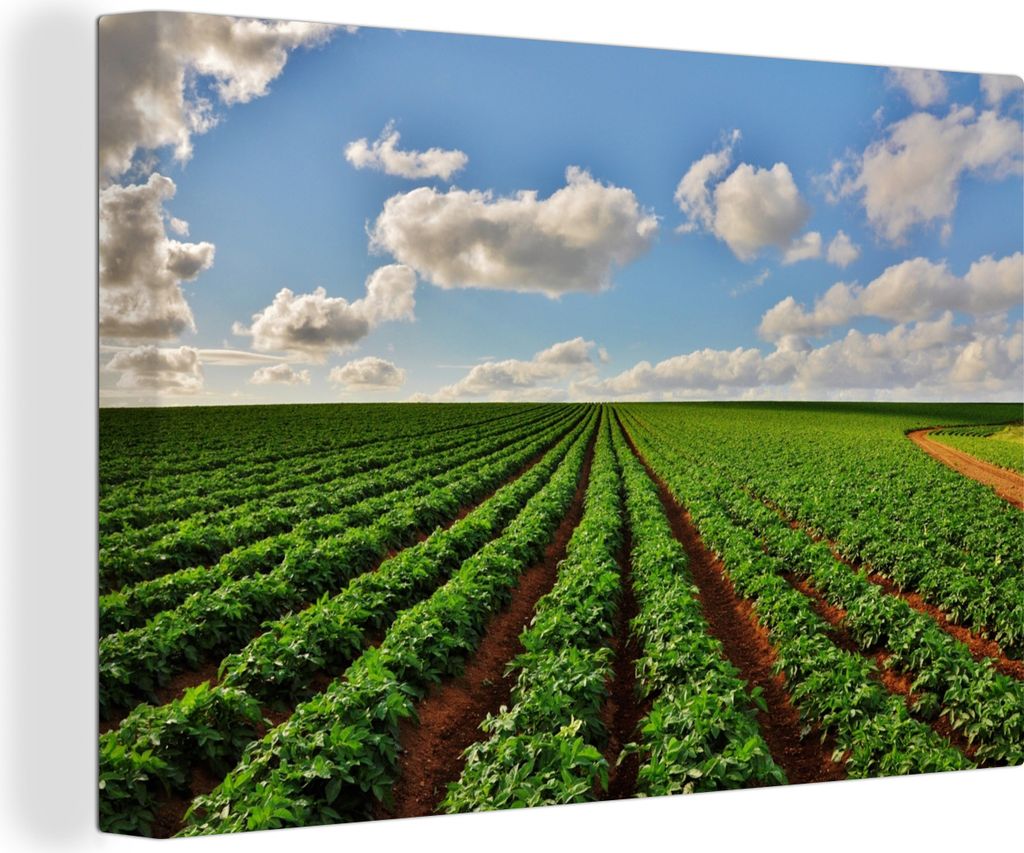 OneMillionCanvasses - Leinwandbilder - 140x90 cm, Pflanzen - Bauernhof - Kartoffeln, Wandbilder Kunstdruck Wanddekoration - Foto auf Leinwand - G...