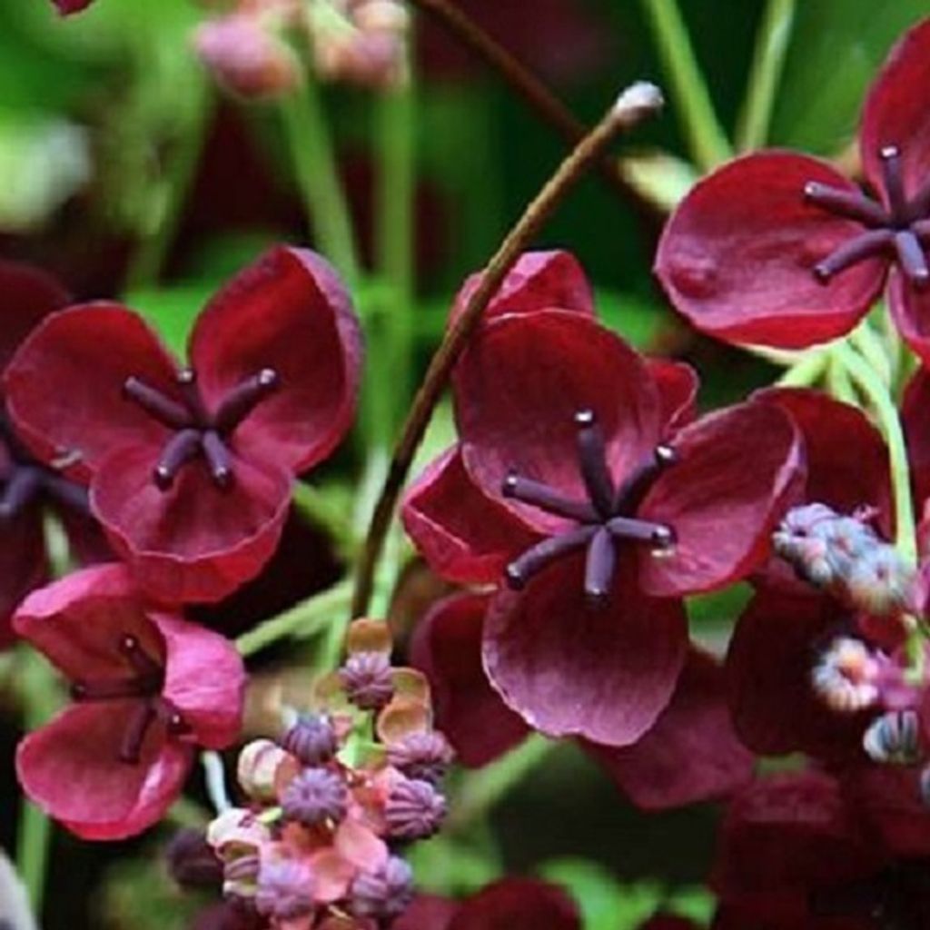 Fingerblättrige Klettergurke - Akebia quinata | 50-60 cm in Container