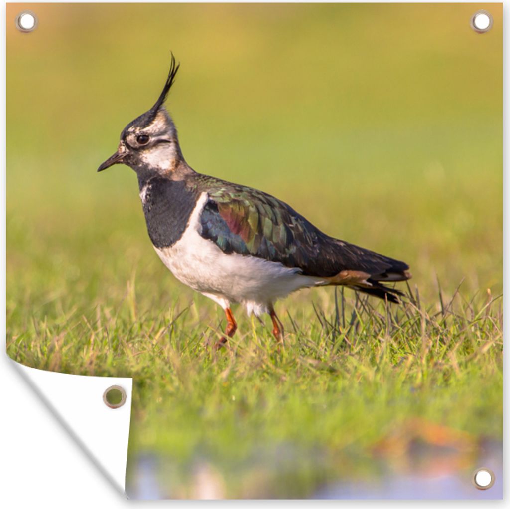 MuchoWow 50x50 cm Outdoor-Poster Gartendeko Sichtschutz Garten Poster für den Garten Vogel - Gras - Natur - Tiere - Kiebitz