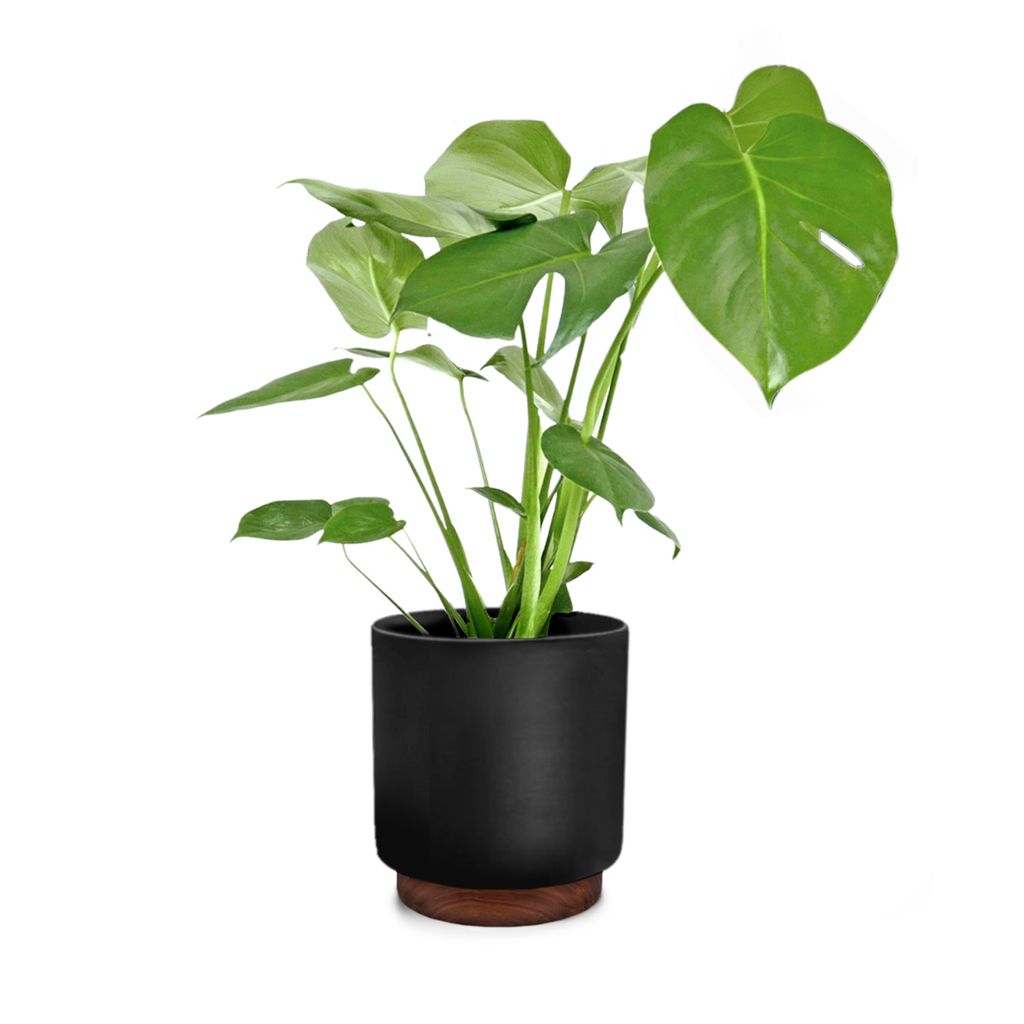 Fox & Fern Blumentopf mit Stopfen, Blumentopf Gross für Innen/Außen, Übertopf UV & Frostbeständig, Polystone-Blumentöpfe Schwarz, Blumentopf 2...