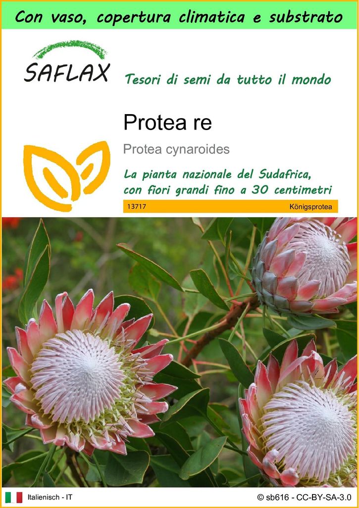 SAFLAX Garden to go - Protea re - 5 semi - Protea Immagine del prodotto 