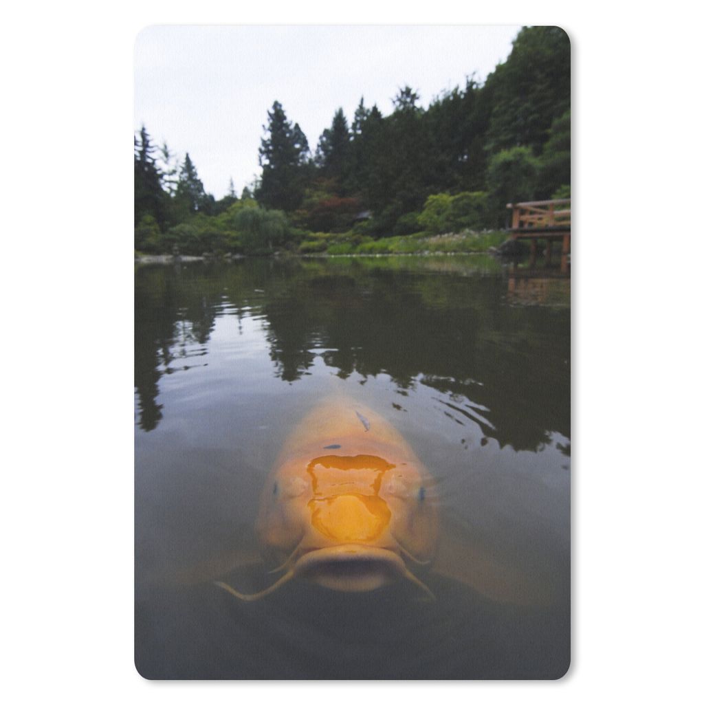 MuchoWow Mauspad Mousepad Ein riesiger Koi-Karpfen im Wasser 40x60 cm - Mousepads - Maus Mat - Pad - Mausunterlage - Schreibtisch Accesoire
