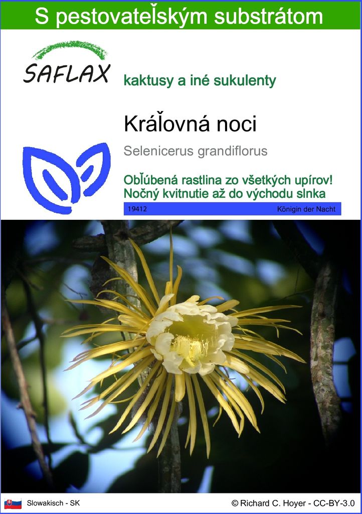 SAFLAX - Kráľovná noci - Selenicerus grandiflorus - 40 Obrázok produktu 