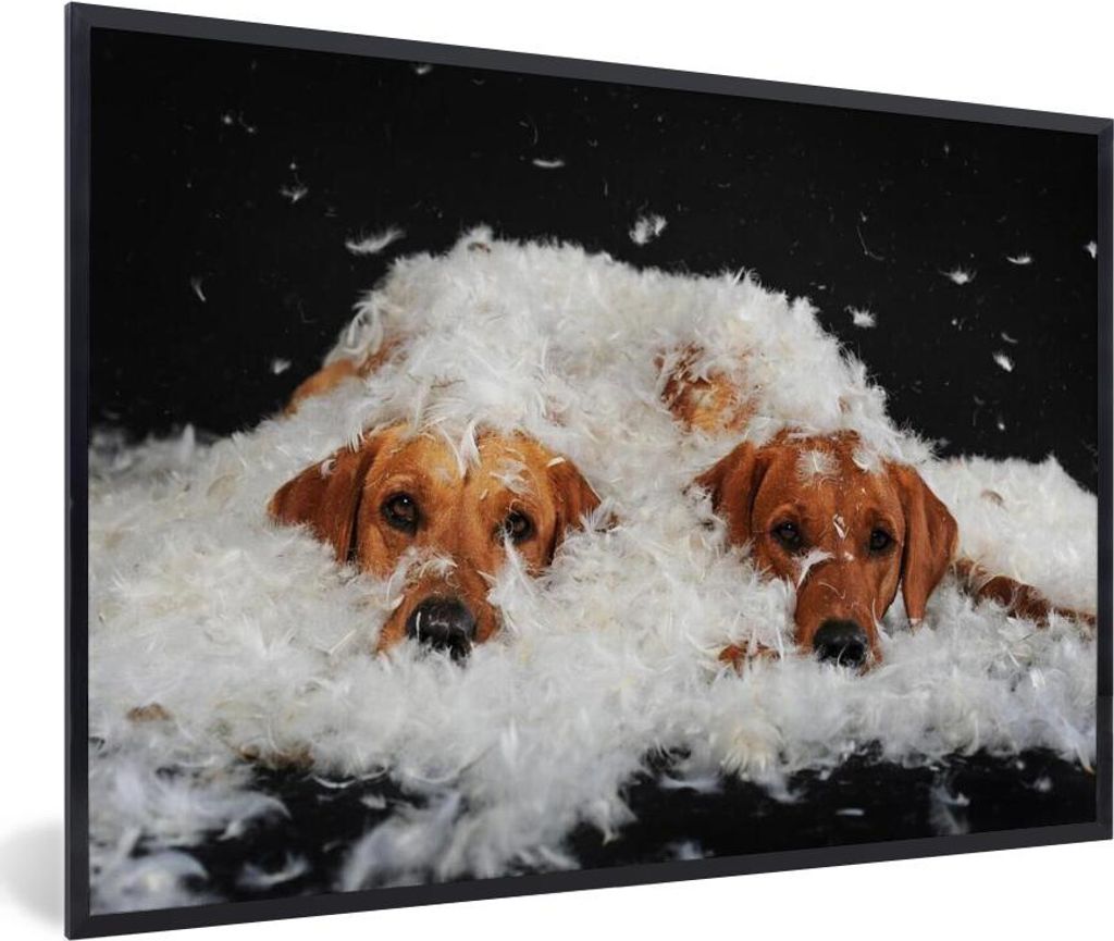 MuchoWow MuchoWow Gerahmtes Poster Versteckte Labradore zwischen den Federn 60x40 cm - Poster mit zchwarzem Bilderrahmen - Printing - Wanddeko ...