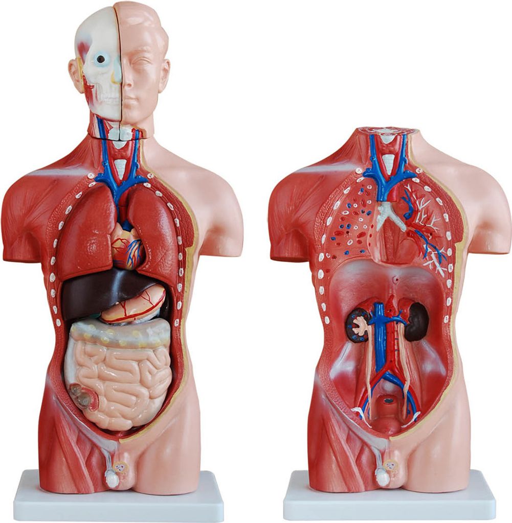 Anatomie Modell Torso des Menschen Anatomiemodell Produktbild 2