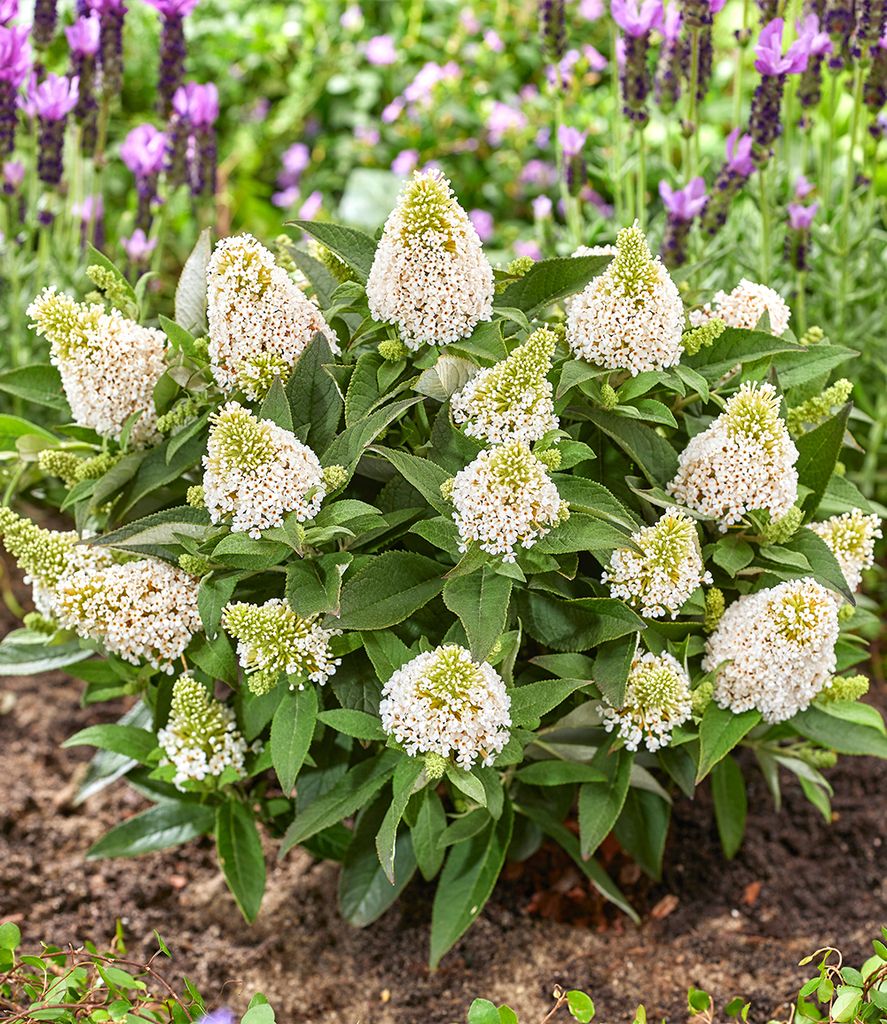 BALDUR Garten Zwerg-Schmetterlingsflieder 'Little Produktbild 