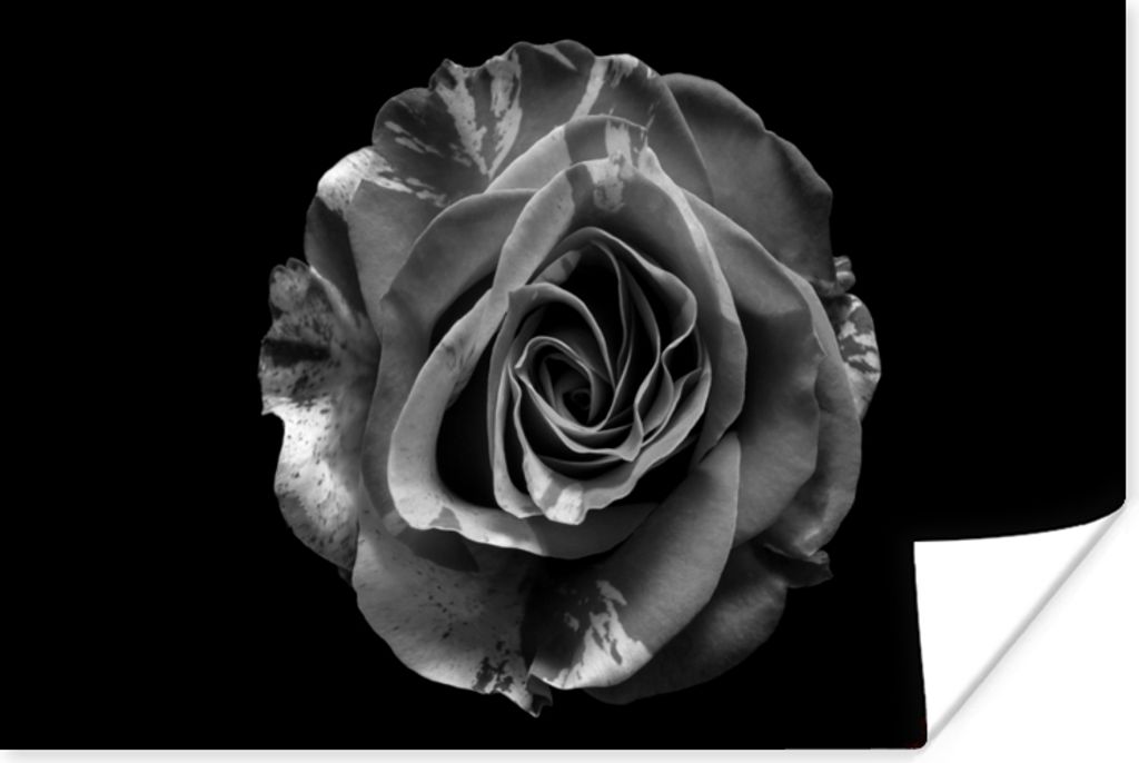 MuchoWow Poster Blumen - Rose - Schwarz - Weiß - Botanisch 30x20 cm - Plakate - Print