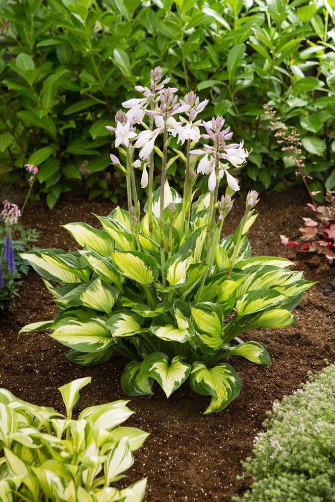 Hosta 'Coloured Hulk' - Funkia bicolore in vaso da 1 litro Immagine del prodotto 