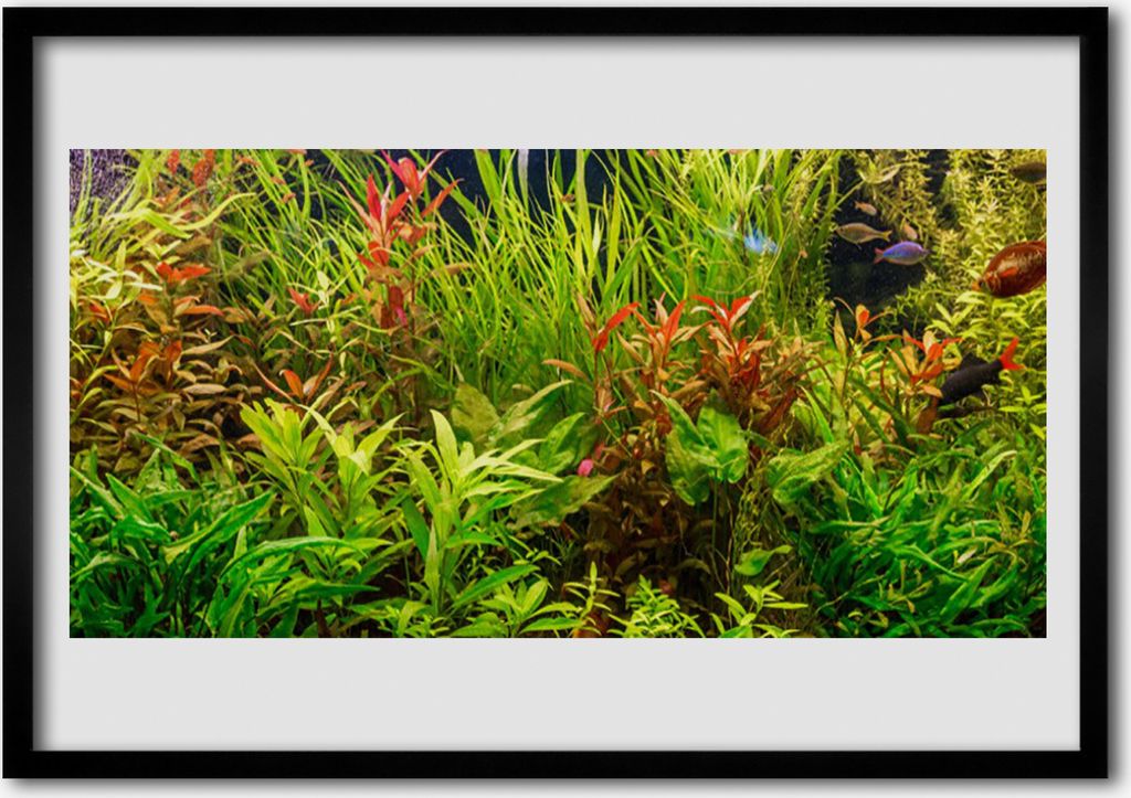 Bild 70x50 MDF-Rahmen Wandkunst Aquarium Fische Pflanzen