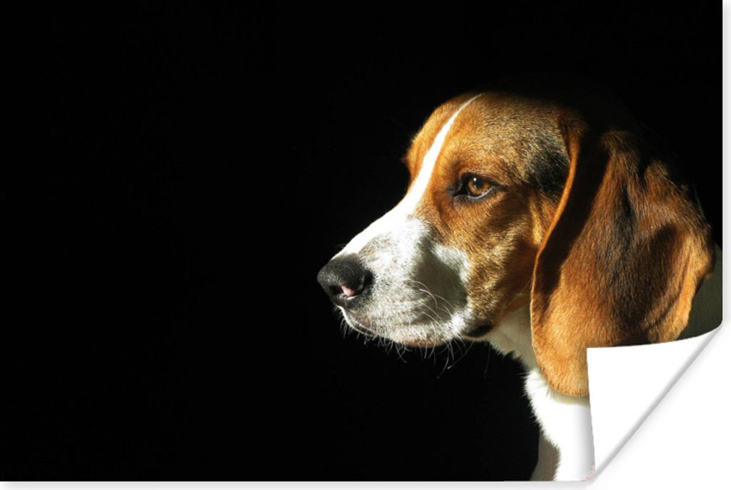 MuchoWow Poster Ein Beagle genießt die Sonne 120x80 cm - Bilder