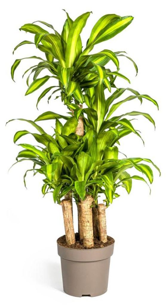 Dračí strom - Dracaena fragrans massangeana - Karussel - Obrázok produktu 