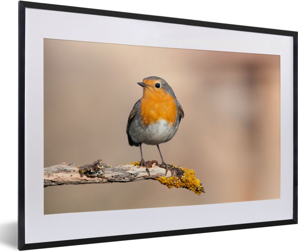 MuchoWow Gerahmtes Poster Rotkehlchen - Vogel - Zweig - Tiere 60x40 cm - Poster mit Schwarzem Bilderrahmen Wandposter Rahmen Foto Bilder - Schlaf...