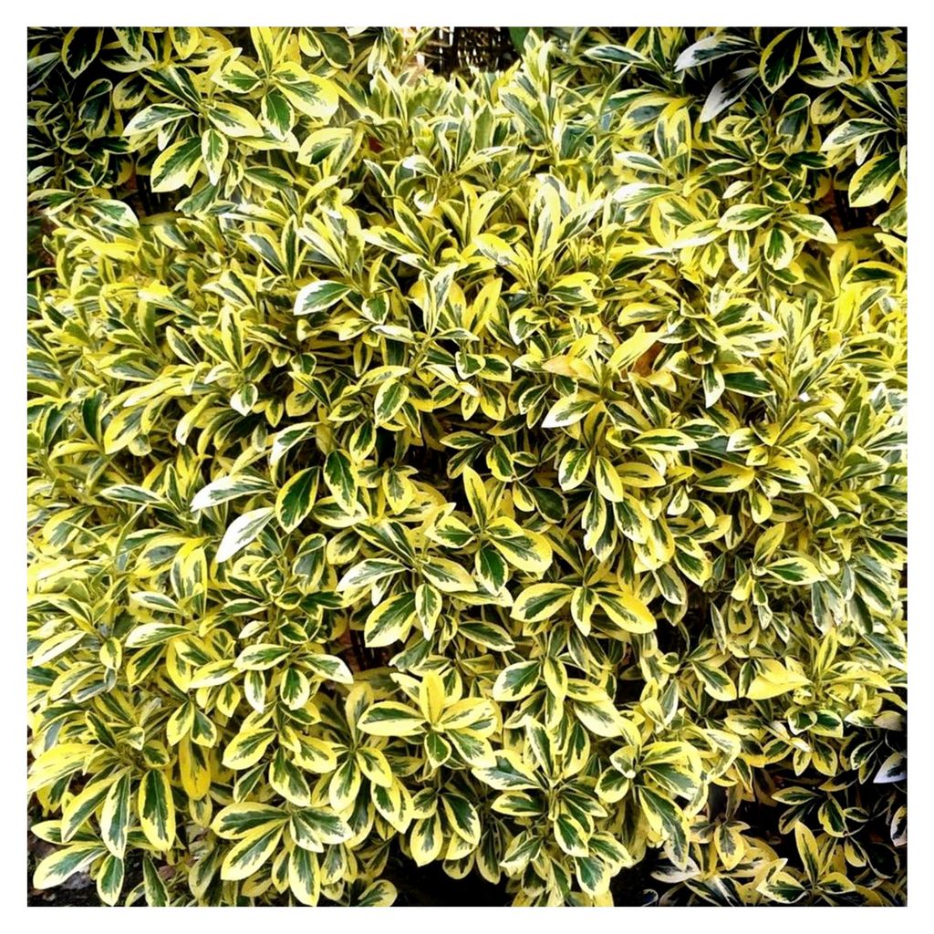 Euonymus Japonicus 'Ovatus Aureus' - Japanischer Spindelstrauch, winterhart und immergrün - Winterharte Pflanzen für Garten, Kübel und Balkon im...