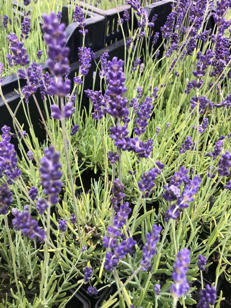 4 x Lavandula angustifolia 'Hidcote' - im topf 3 liter
