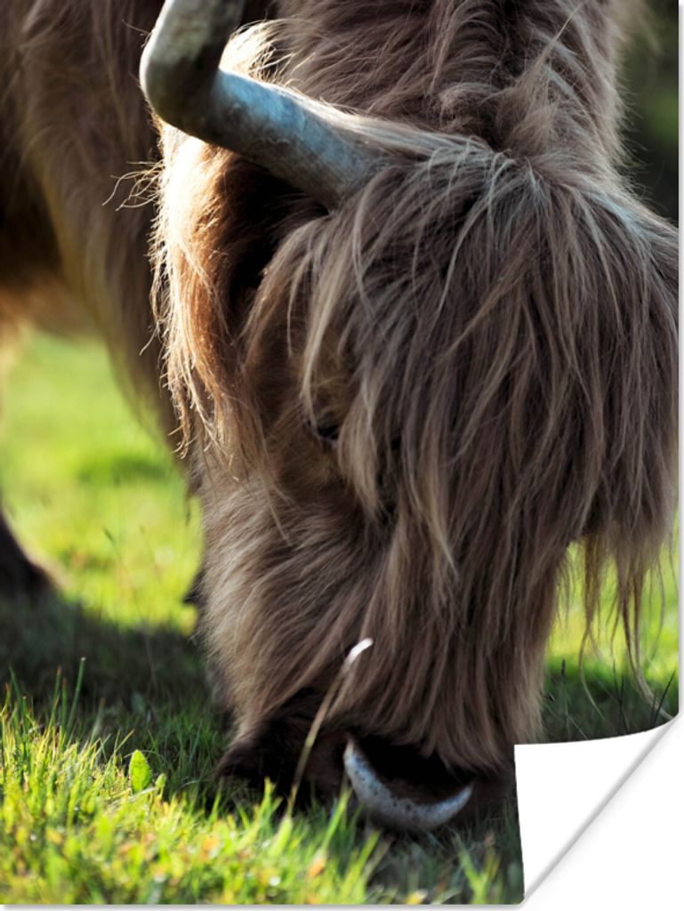 MuchoWow Poster Schottischer Highlander - Hörner - Sonne 60x80 cm - Schlafzimmer Dekoration