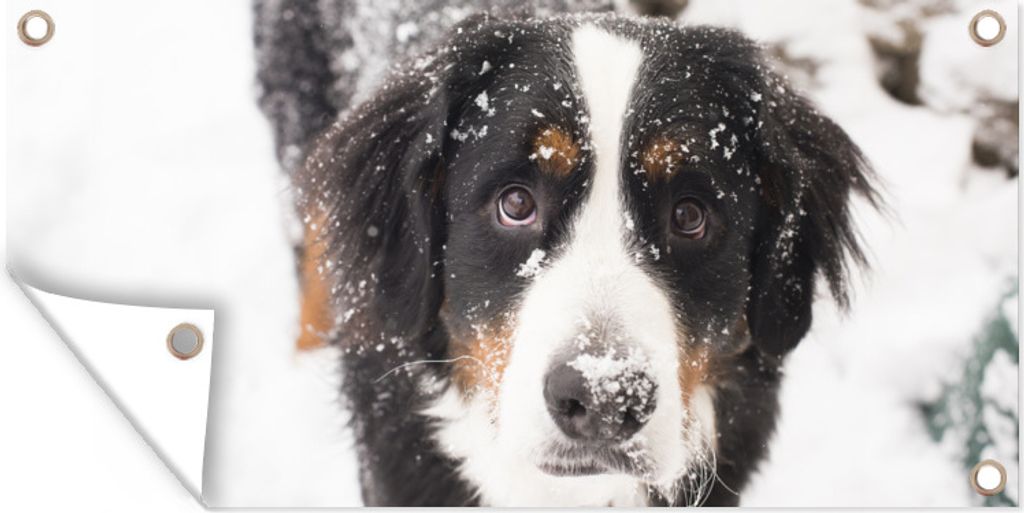 MuchoWow 80x40 cm Outdoor-Poster Gartendeko Sichtschutz Garten Poster für den Garten Berner Sennenhund in einer verschneiten Landschaft