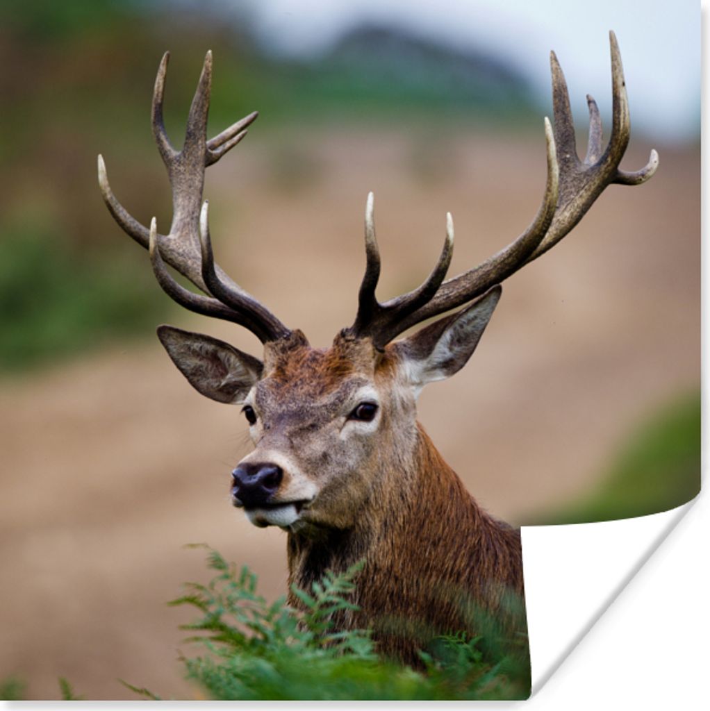 MuchoWow Poster Hirsche - Farne - Natur 75x75 cm - Wand Dekoration