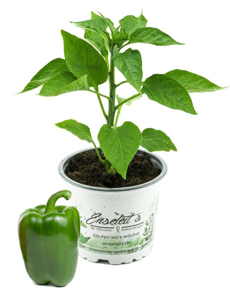 Enseleits Grüner Blockpaprika "Panache F1" im 12cm Topf, frische Paprikapflanze,für Küche und Garten.