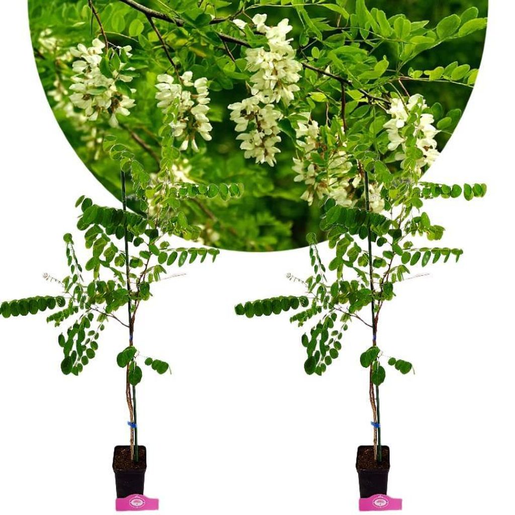 Two young acacia trees in pots are shown against a white background, with a blurred image of blooming acacia branches in the upper portion of the frame.