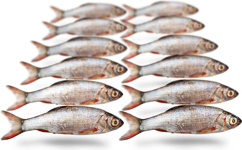 Köderfische Silberorfe Klein - Vakuumverpackt | 8-14CM | Produktbild 