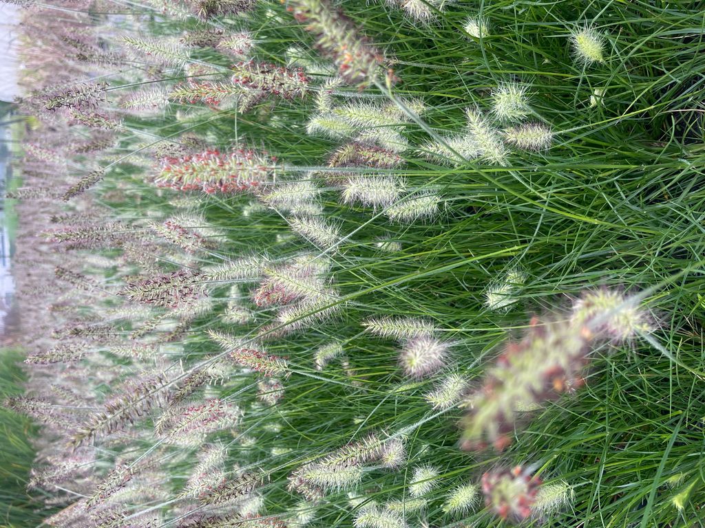 6 x Pennisetum alopecuroides ‘Little Bunny' – Zwerg Lampenputzergras Topf 9cm x 9cm