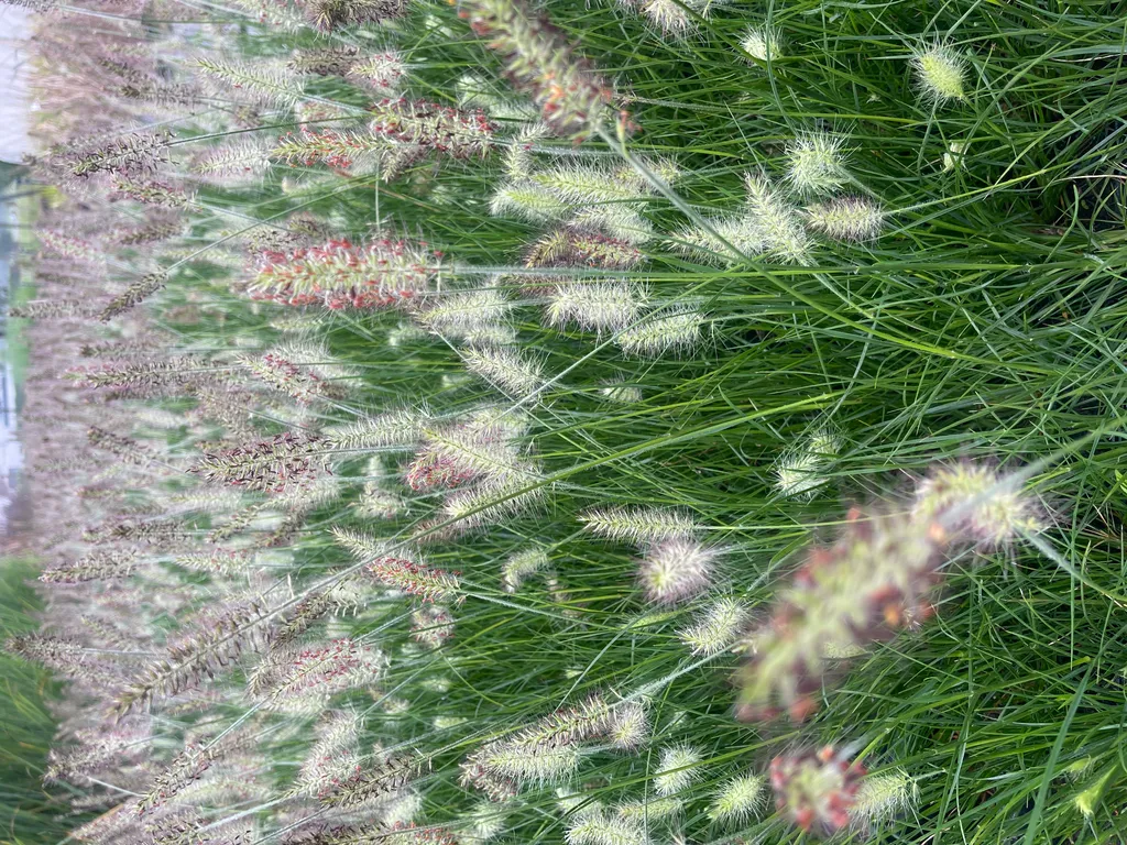 Graminée ornementale Pennisetum Little Bunny - Lot de 6 plantes en pot