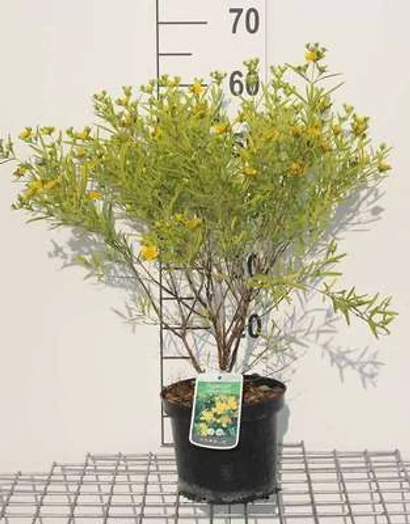 Millepertuis Gemo arbuste à fleurs jaunes pour massif et bordure basse