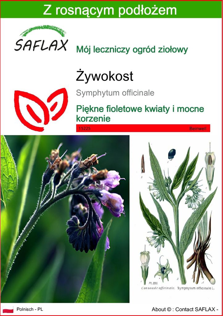 SAFLAX - Żywokost - 15 Nasiona - Z podłożem uprawowym Zdjęcie produktu 