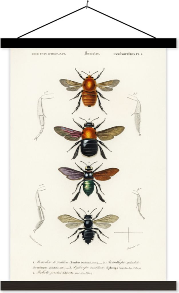MuchoWow Textilposter Bienen - Jahrgang - Insekten 40x60 cm mit schwarzem Rahmen - Wanddekorationen