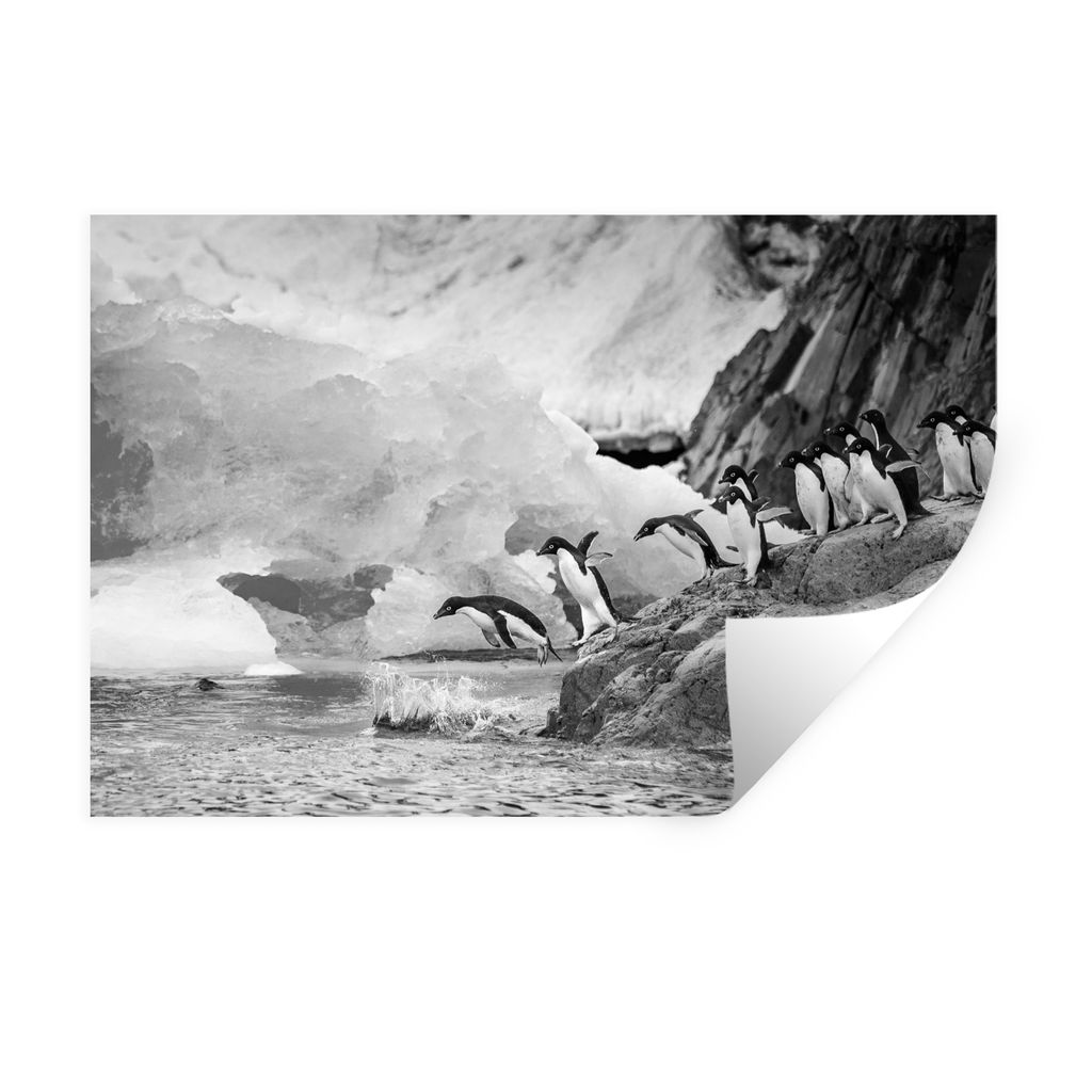 MuchoWow Wandtattoo Wandsticker Wandaufkleber Pinguine in der Antarktis tauchen ins Wasser - schwarz und weiß 30x20 cm Selbstklebend und Reposit...