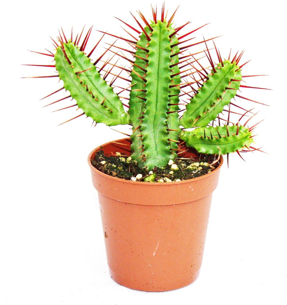 Euphorbia enopla - ostrolistá ostrica - malá rastlina v Obrázok produktu 