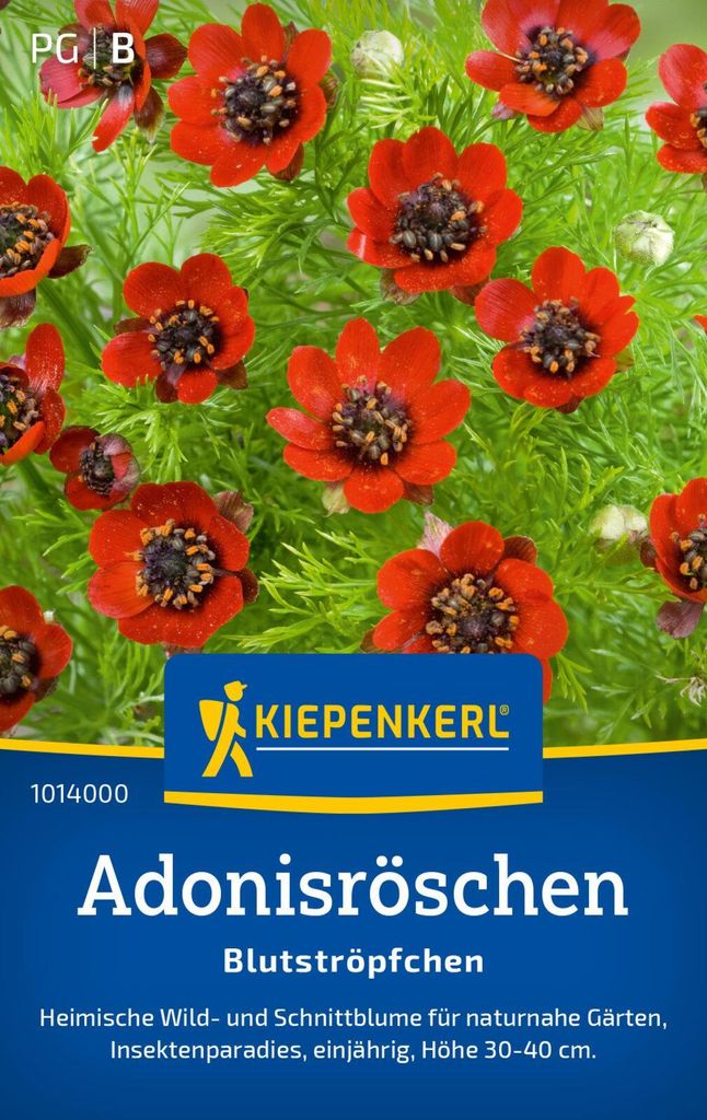 Kiepenkerl Adonisröschensamen Blutströpfchen Adonis aestivalis 60 Pflanzen