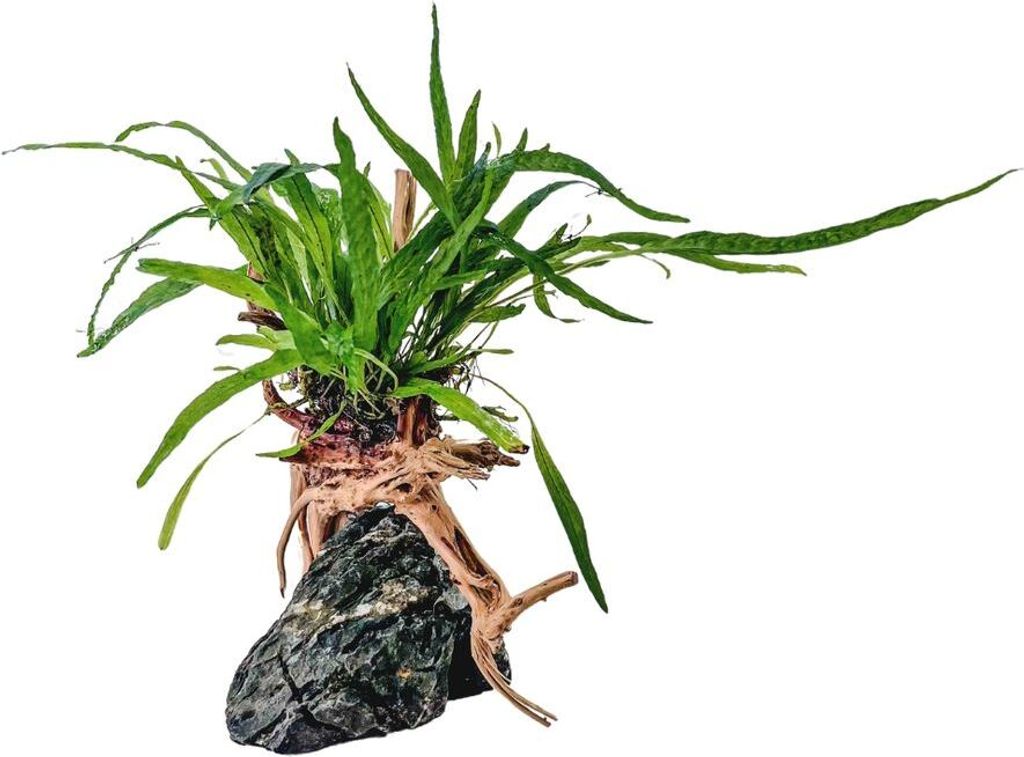 AquaOne Microsorum Pflanze auf Moorkienwurzel mit Seiryu Stein Aquarium Deko