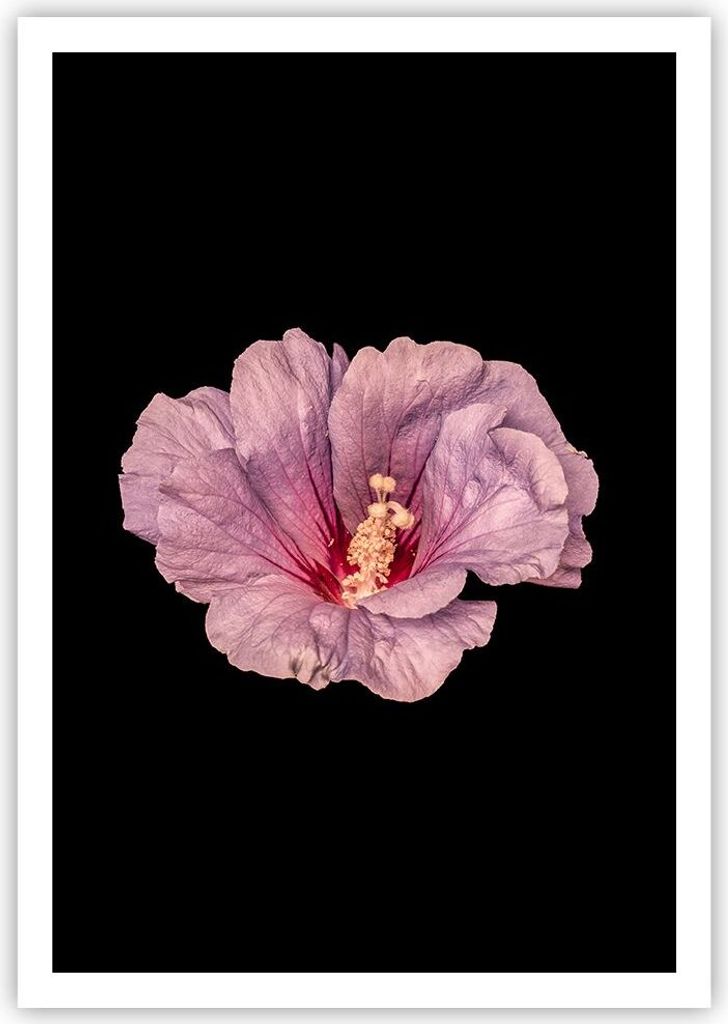 Poster - Poster ohne Rahmen - Hibiskus Blume Rosa - 70x100 cm - Wand Bild - Wanddeko - Wandbilder - Kunstposter - Wandposter - Bilder - Kunstdruck ...