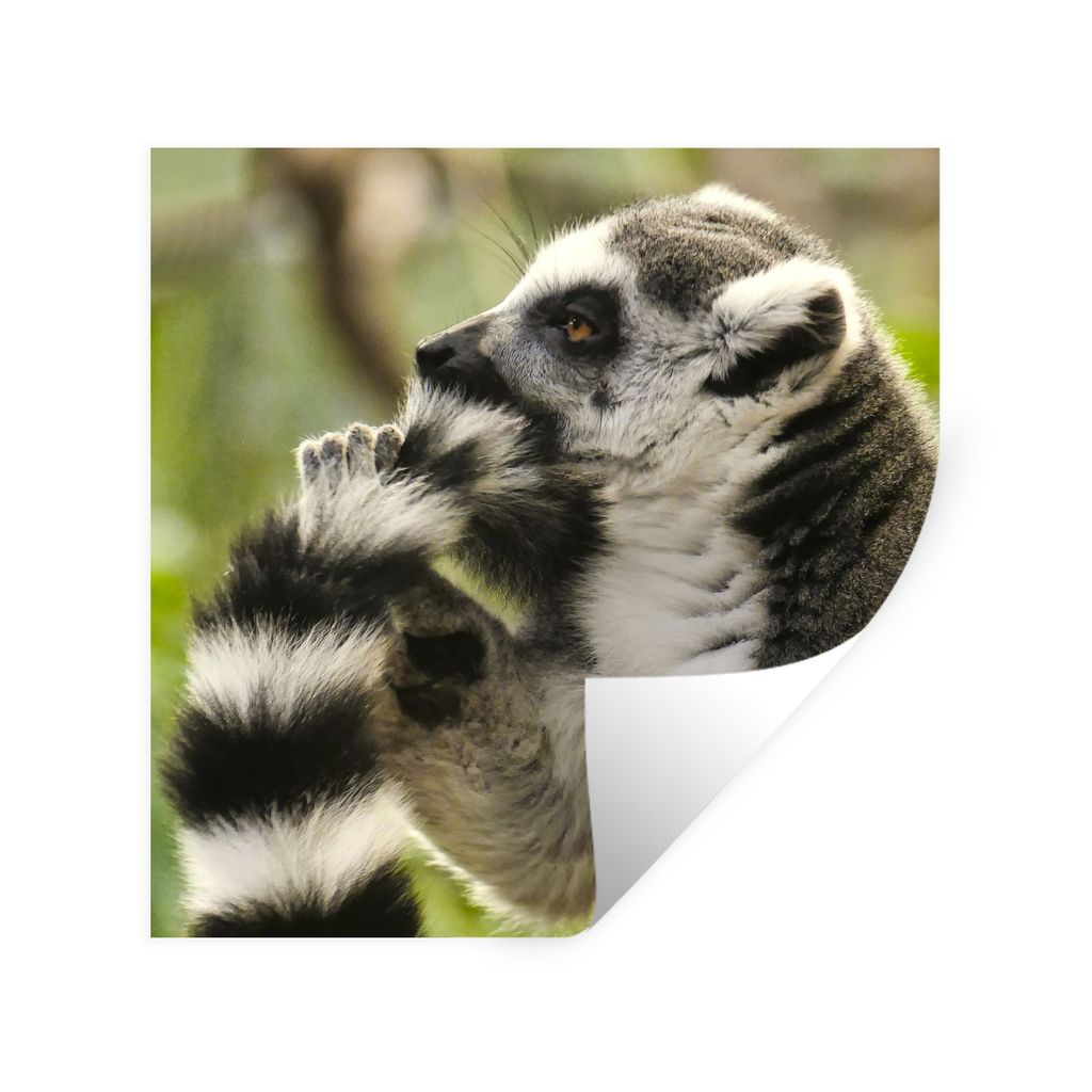MuchoWow Wandtattoo Wandsticker Wandaufkleber Affe - Tier - Ringschwanzlemur 100x100 cm Selbstklebend und Repositionierbar - Wierderverwendbar - ...