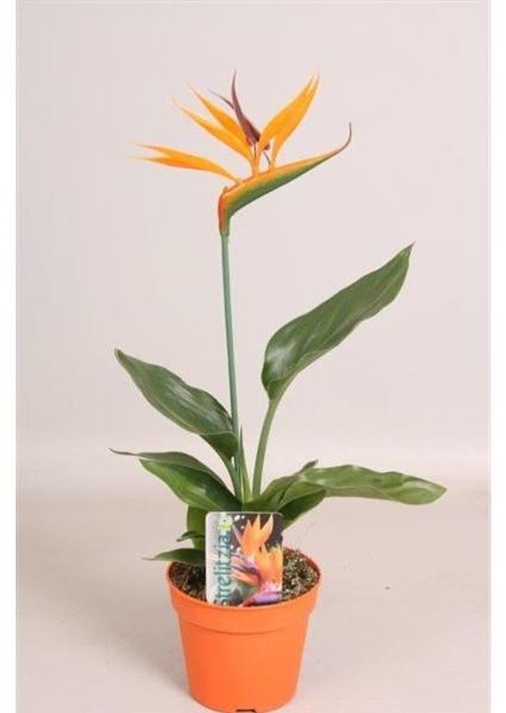 Strelitzia reginae 25 cm Fleur d'oiseau de paradis - Image du produit 