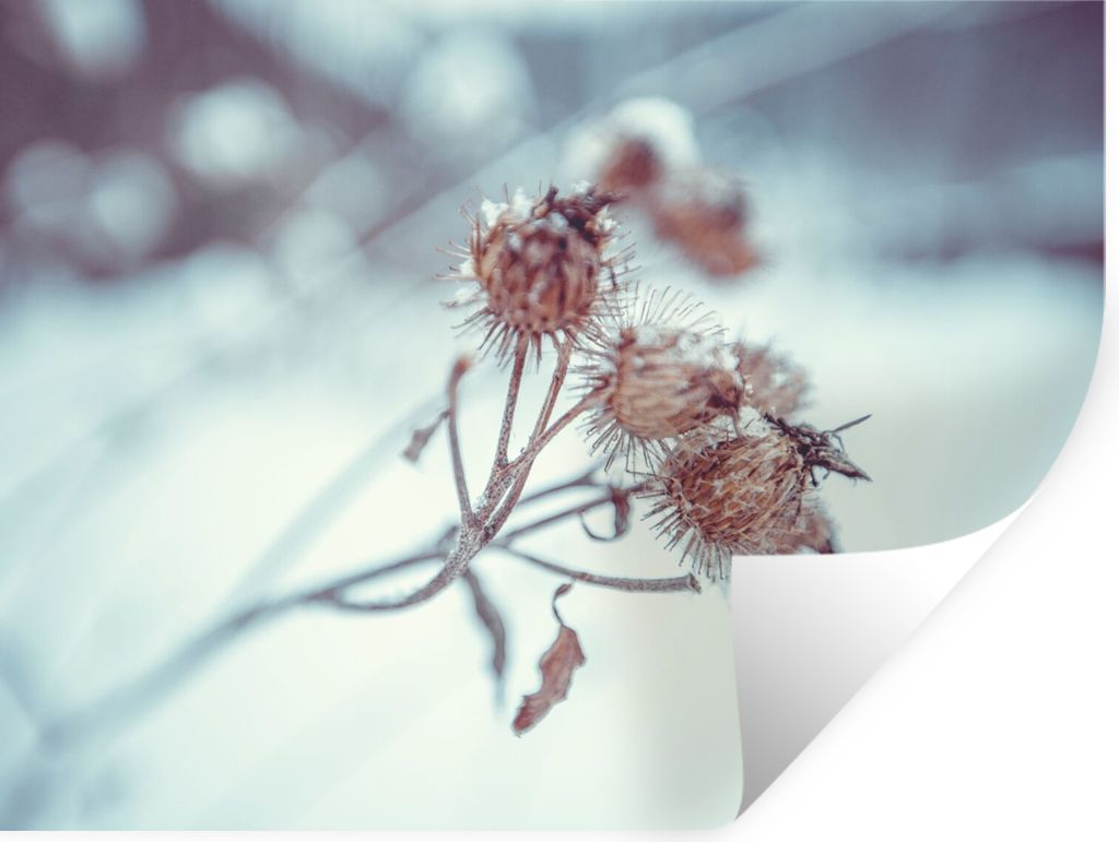 MuchoWow Wandtattoo Wandsticker Wandaufkleber Pflanzen - Winter - Schnee - Natur 80x60 cm Selbstklebend und Repositionierbar - Faltenfrei