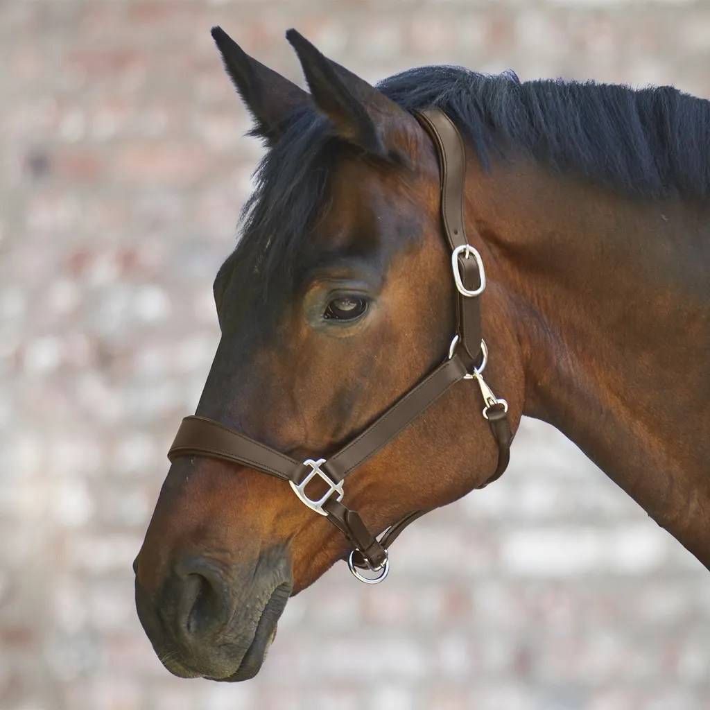Licol en cuir confort pour cheval Waldhausen X-Line Anatomic Marron WB