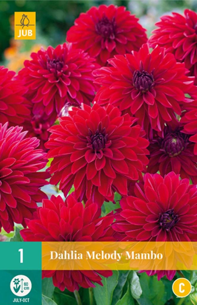 Dahlie Melody Mambo (1 Stück) | Dahlienzwiebeln von Jub Holland