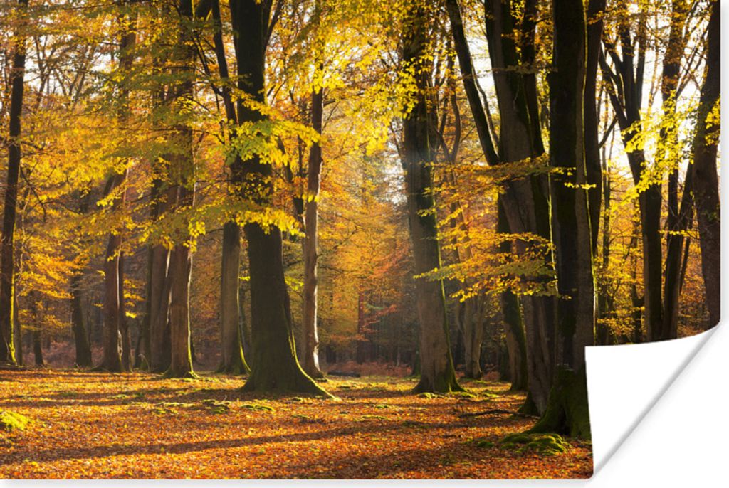 MuchoWow Poster Orangefarbene Herbstwälder im Exmoor-Nationalpark, England 30x20 cm - Plakate - Print