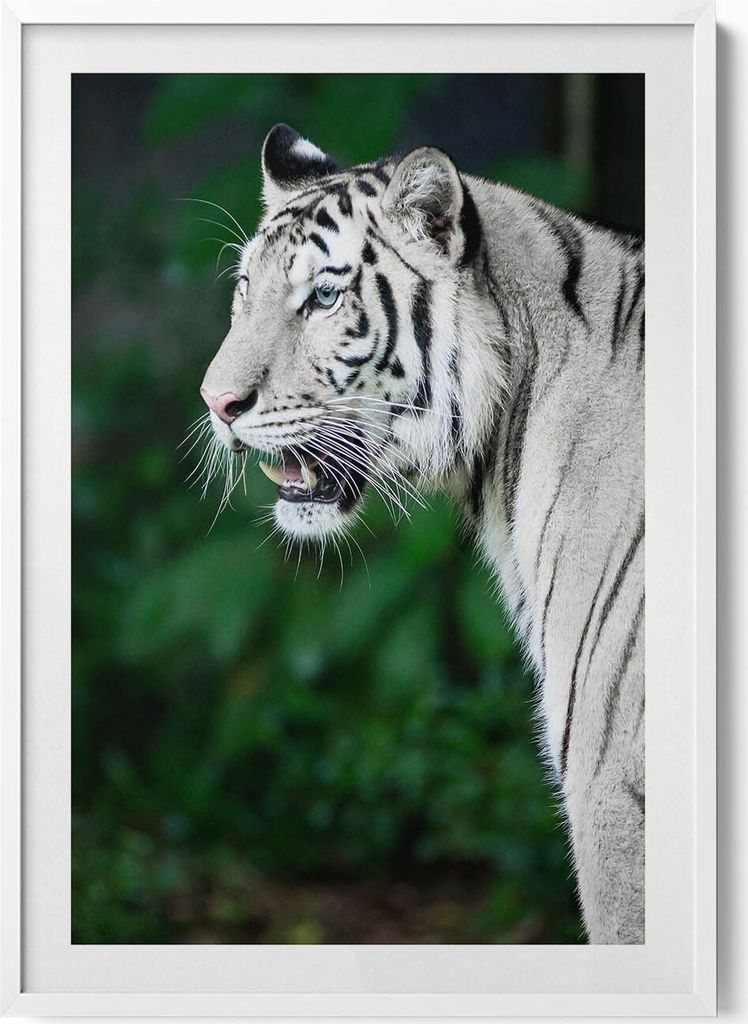 Weißer Tiger im Dschungel– Wandbild mit Rahmen – Gerahmtes Bild – Wanddekoration – 70x100 cm – Weiß Rahmen