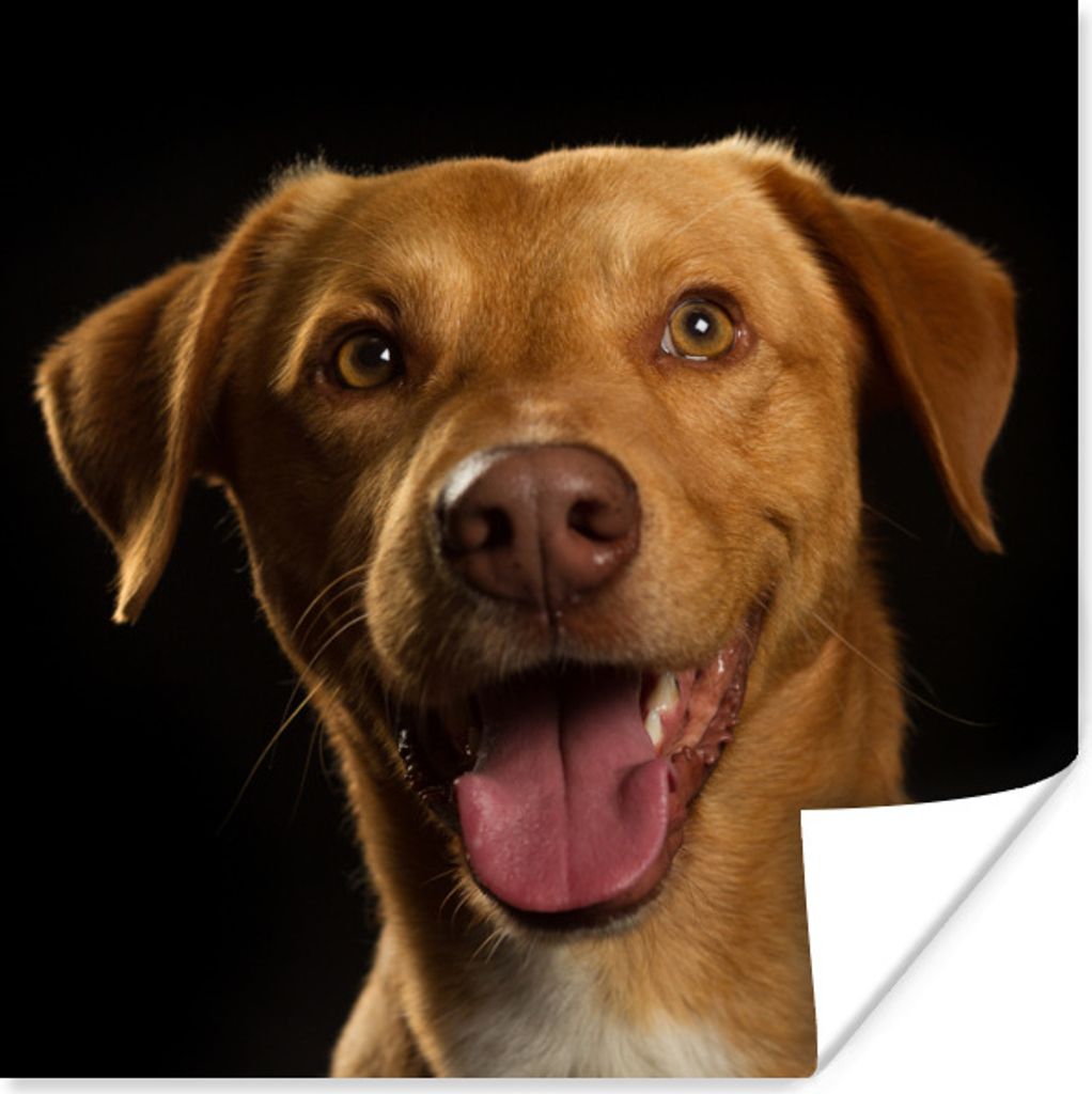 MuchoWow Poster Hund - Haustiere - Porträt 30x30 cm