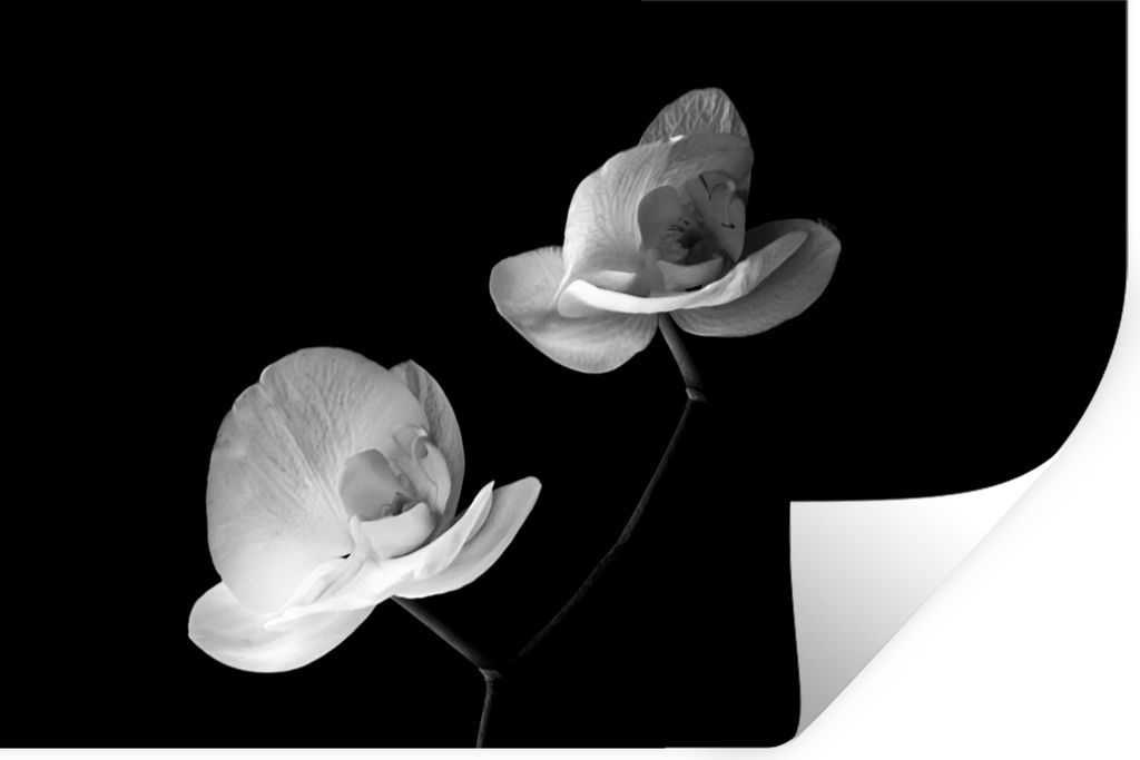 MuchoWow Wandtattoo Wandsticker Wandaufkleber Orchidee - Blumen - Schwarz - Weiß - Stilleben 90x60 cm Selbstklebend und Repositionierbar