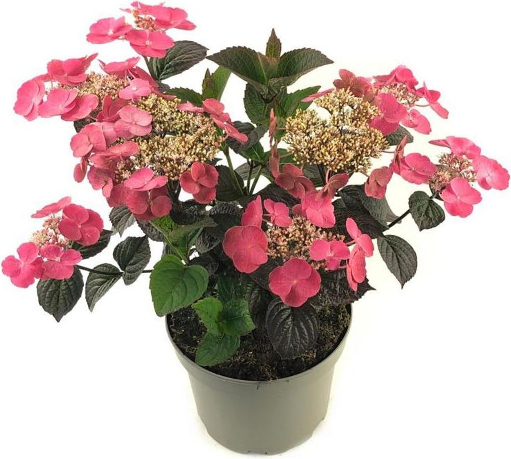 Tellerhortensie 'Daredevil' – kompakte rotlaubige Hydrangea serrata, winterhart, im 3L Topf, Gartenhortensie ca. 30–50 cm hoch