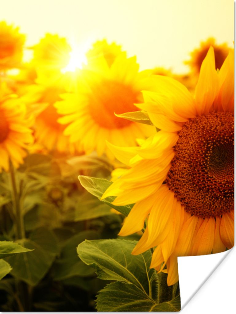 MuchoWow Poster Sonnenblume - Gelb - Blumen - Sonne 60x80 cm - Schlafzimmer Dekoration