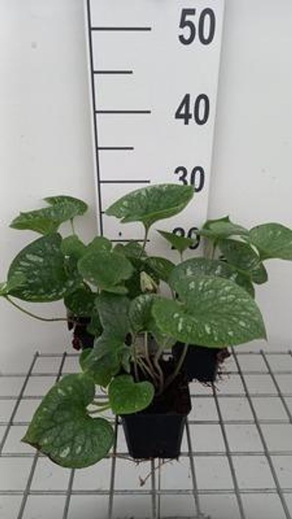 6 x Brunnera macr. 'Emerald Mist' - Kaukasisches Vergissmeinnicht - Topf 9 x 9 cm