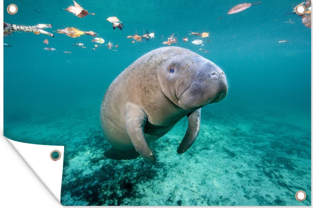 MuchoWow 120x80 cm Outdoor-Poster Gartendeko Sichtschutz Garten Poster für den Garten Westindische Seekuh